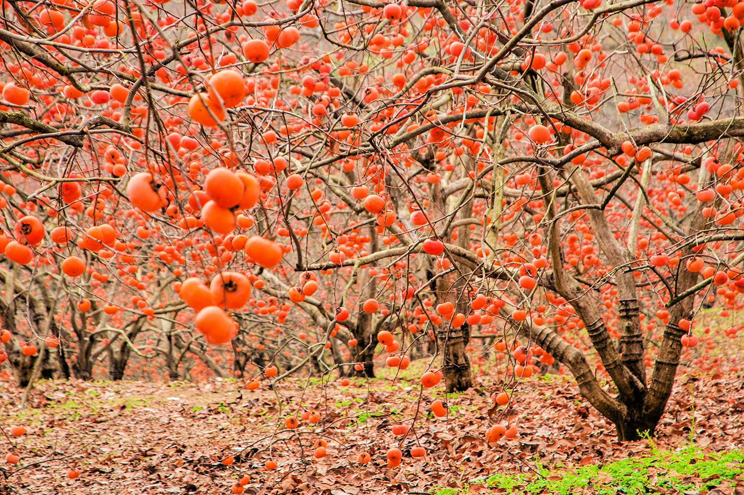 American Persimmons Tree Seedlings for Planting - 1 Yr Old Seedlings - No Ship to California