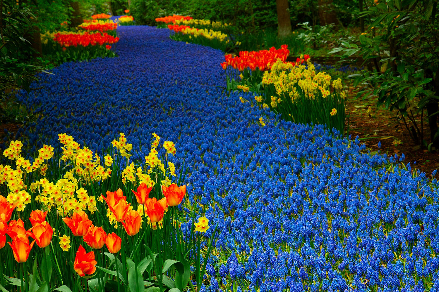 "Magical Summer" Flower Garden - 30 Bulbs - 10 Tulips, 10 Daffodil and 10 Blue Muscari - Ships from Iowa, USA