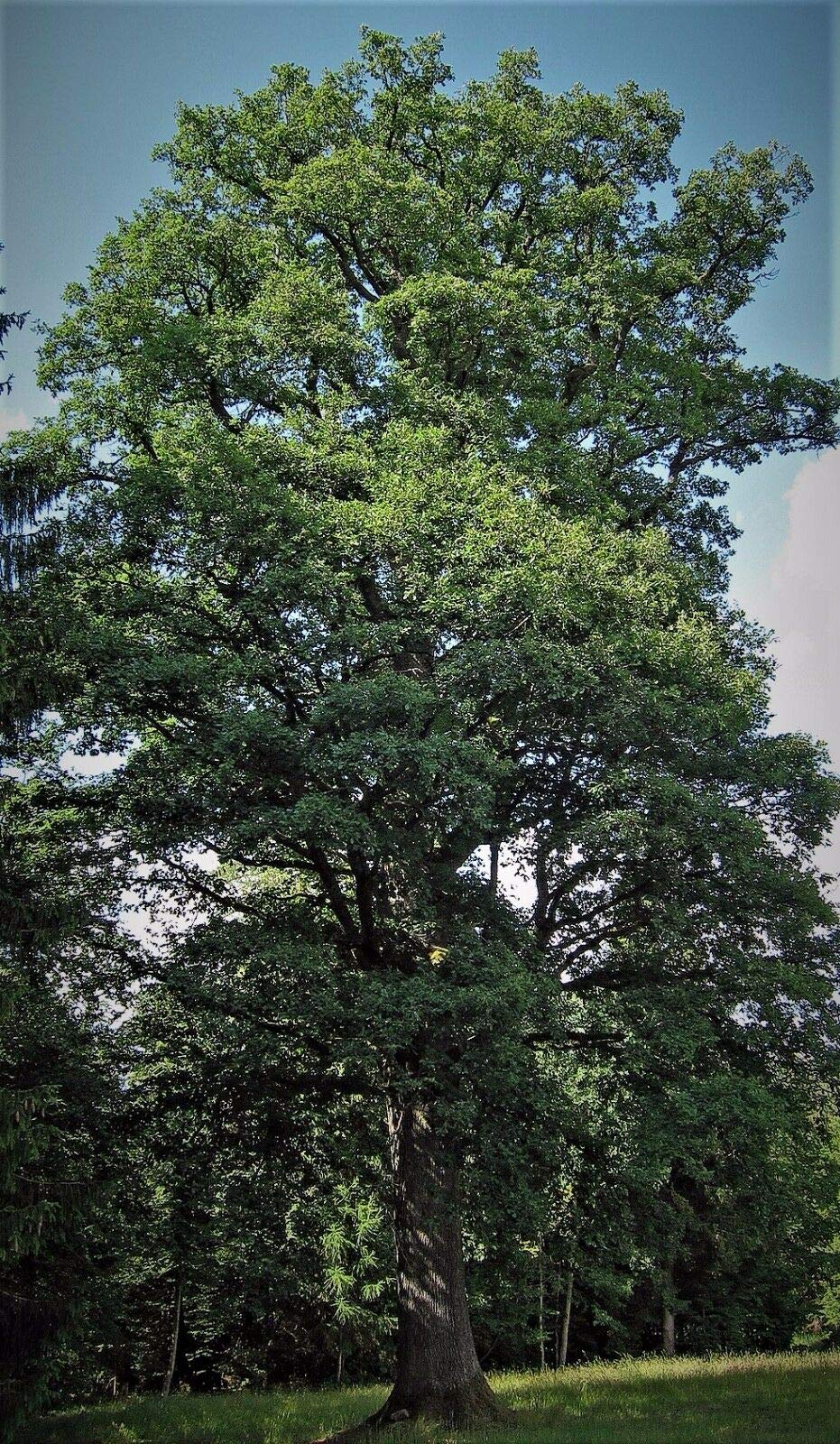 Trees Plant - White Oak Trees Live Plants Stave SEEDLINGS SAPLINGS Acorn NUT Shade Tree