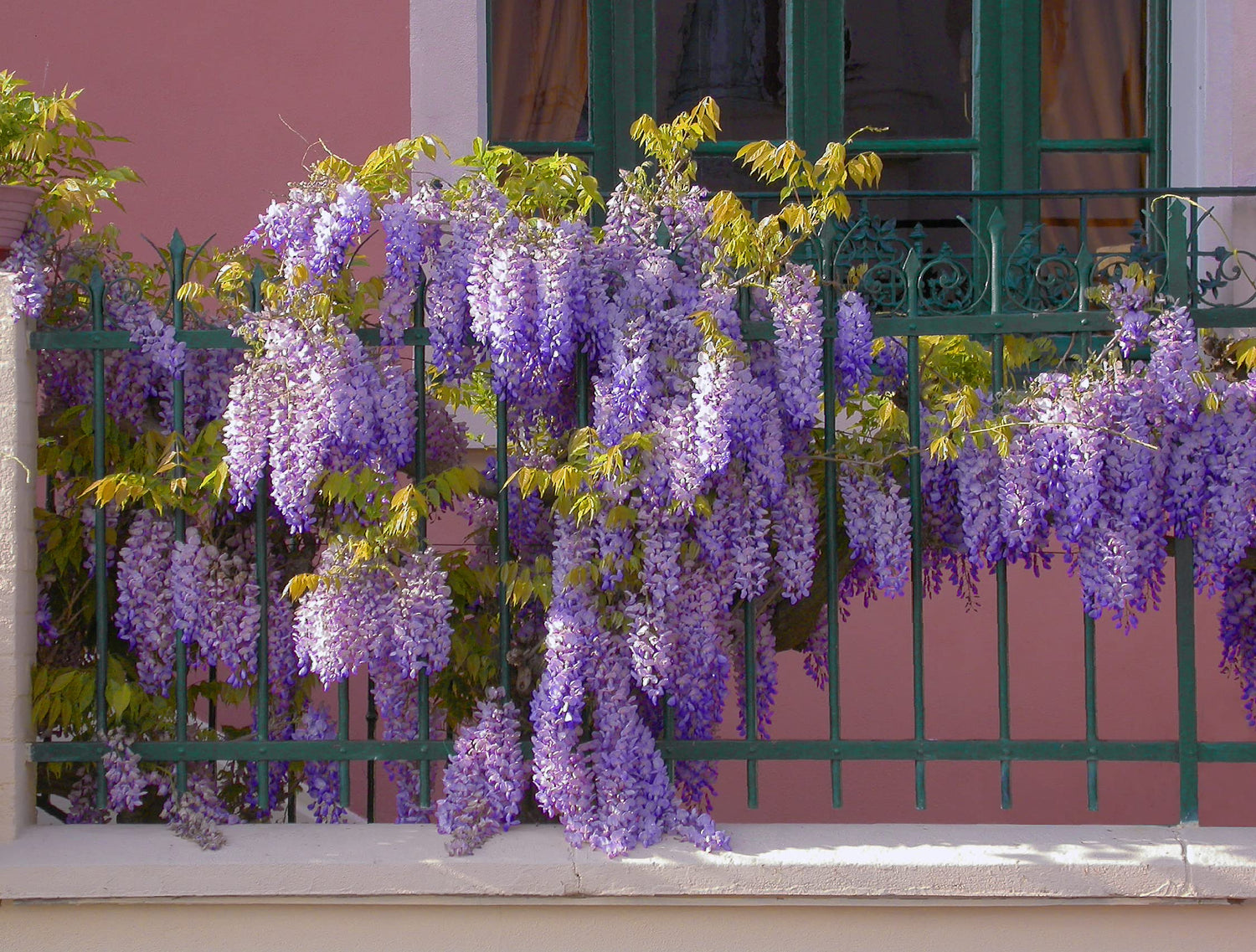 Purple Chinese Wisteria Seedlings for Planting - Live Tree Seedling to Grow - Wisteria sinensis - No Ship to California