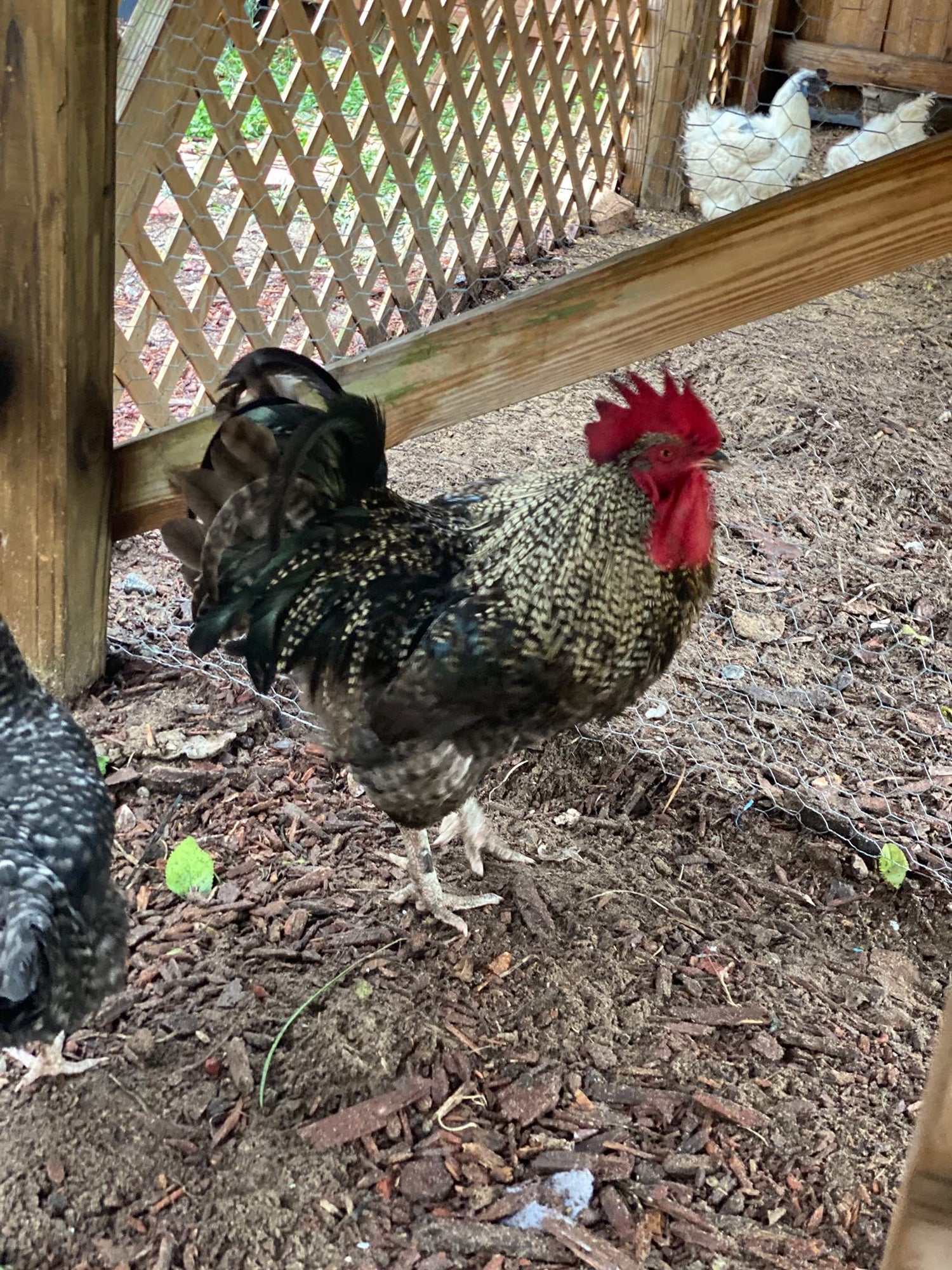 18 fertilized chicken eggs barnyard mix all colors and sizes