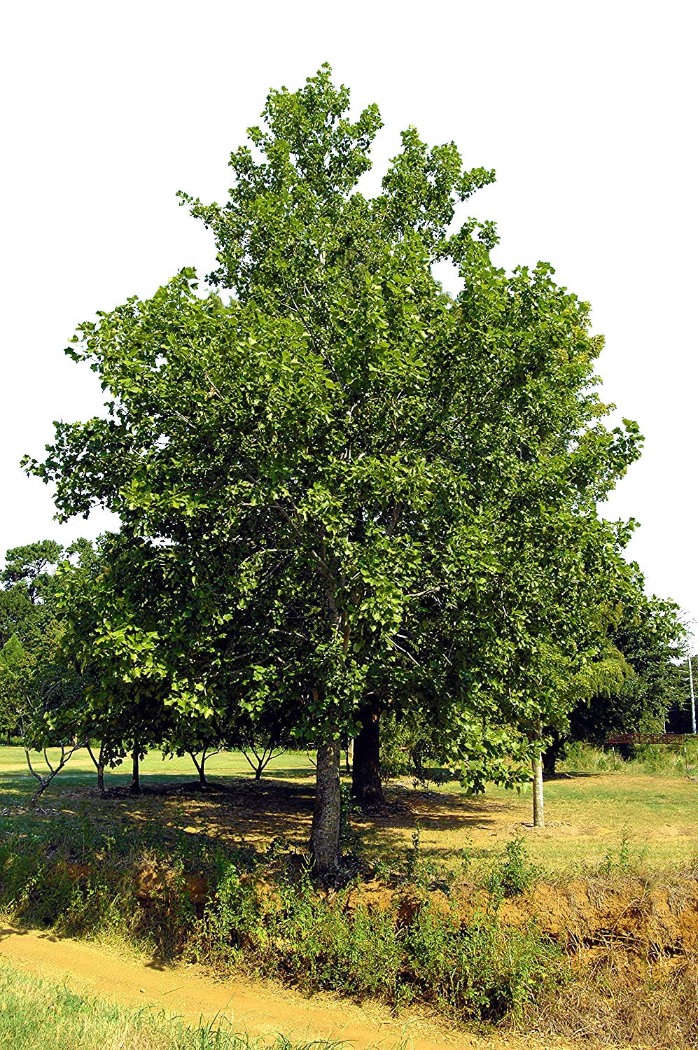 Hybrid Poplar Tree Starts - 3 pack
