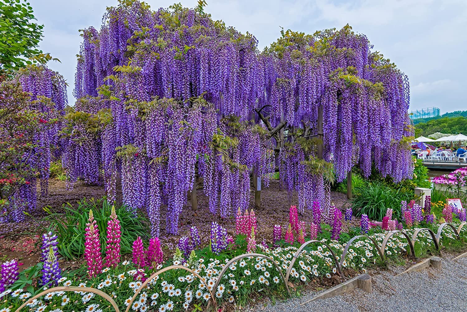Exotic Chinese Wisteria Vine Seeds, 10 pack - Wisteria sinensis - 10 Seeds to Grow - Blooming Vine