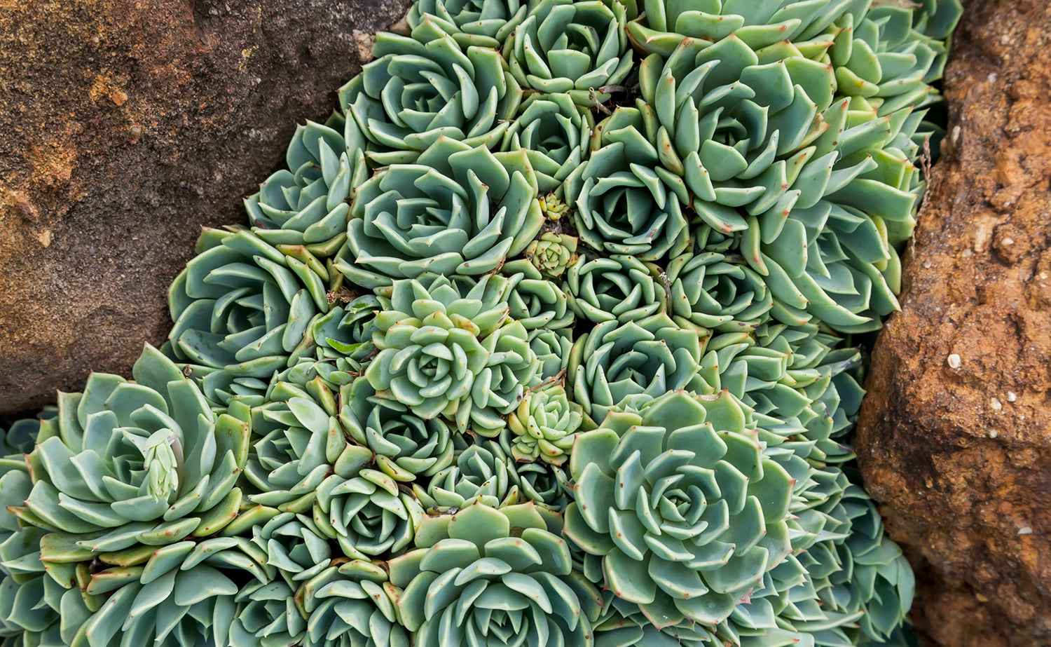 Hen's and Baby's Succulent Seeds for Planting (200 Seeds)