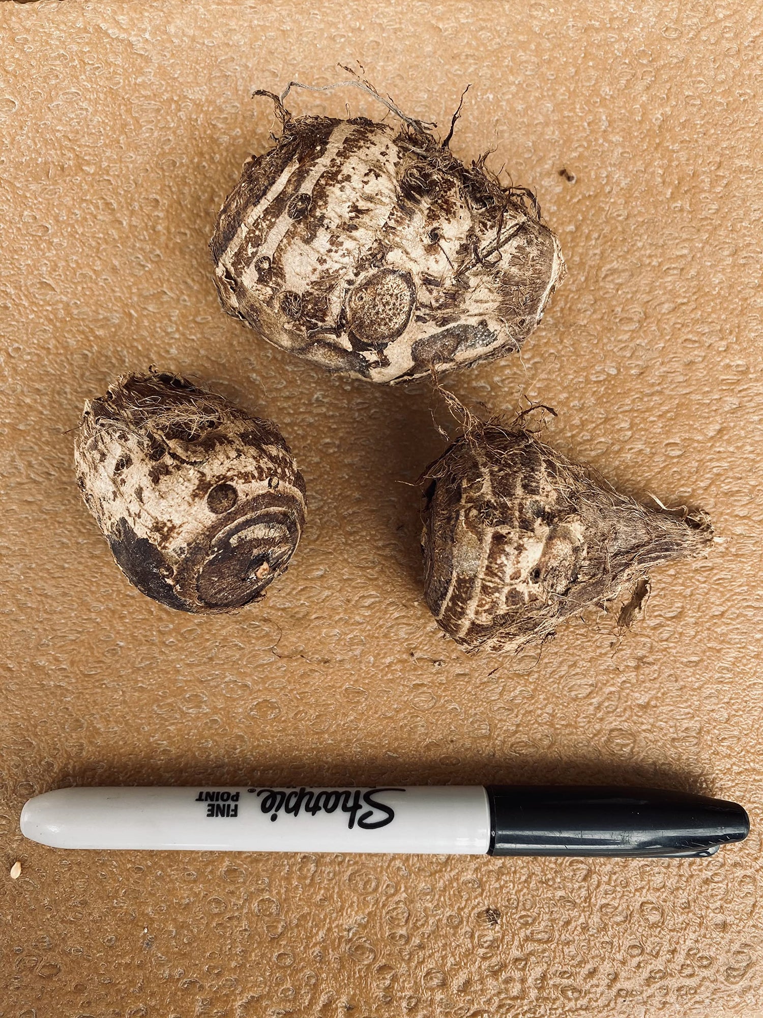 3 Elephant Ears Bulb for Planting - 2-3 Inch Wide Bulb to Grow Giant Tropical Colocasia - Made in USA
