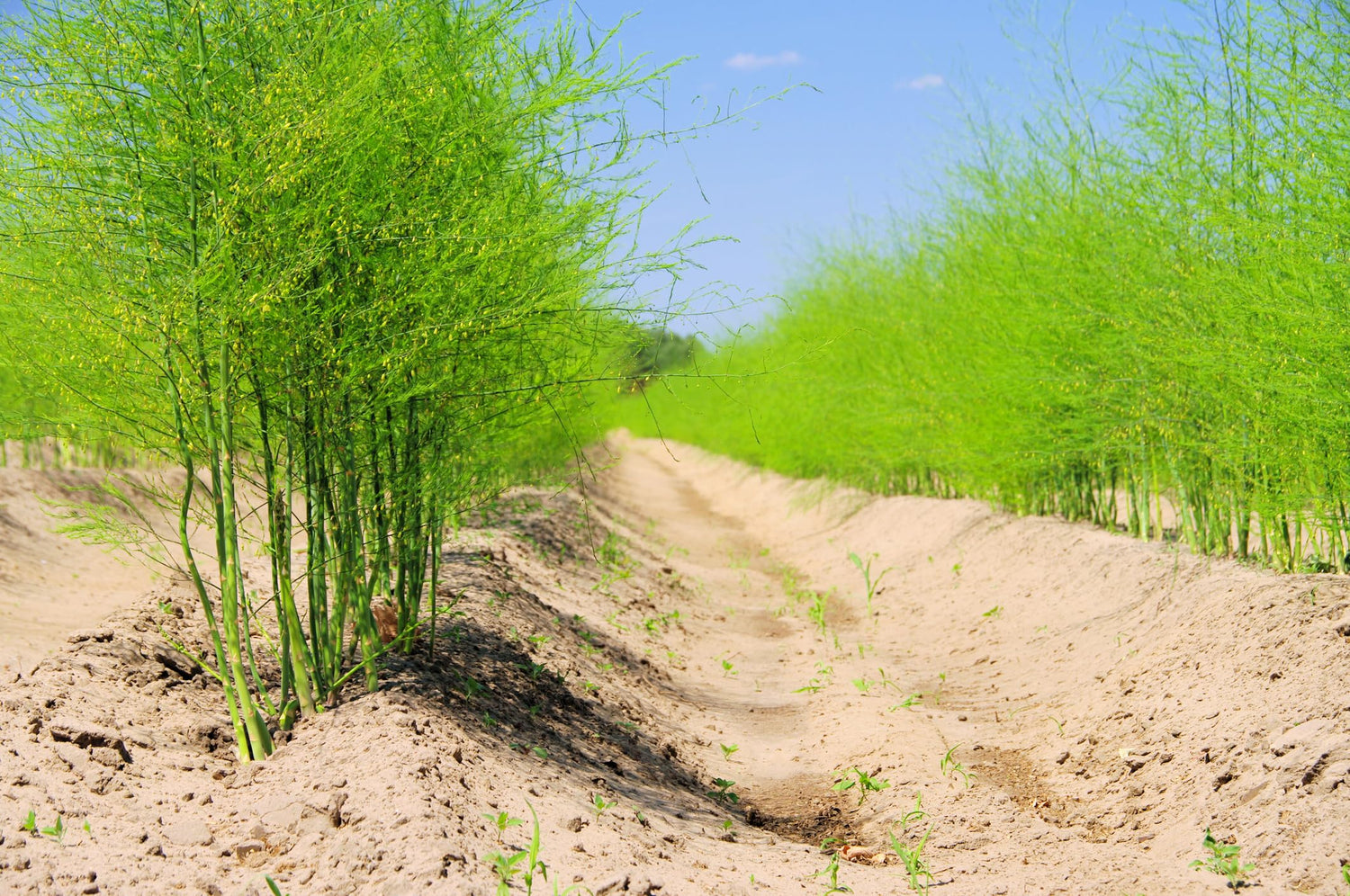 Bulk Asparagus Bare Root Plants - 2yr Crowns - Can Not Ship to California