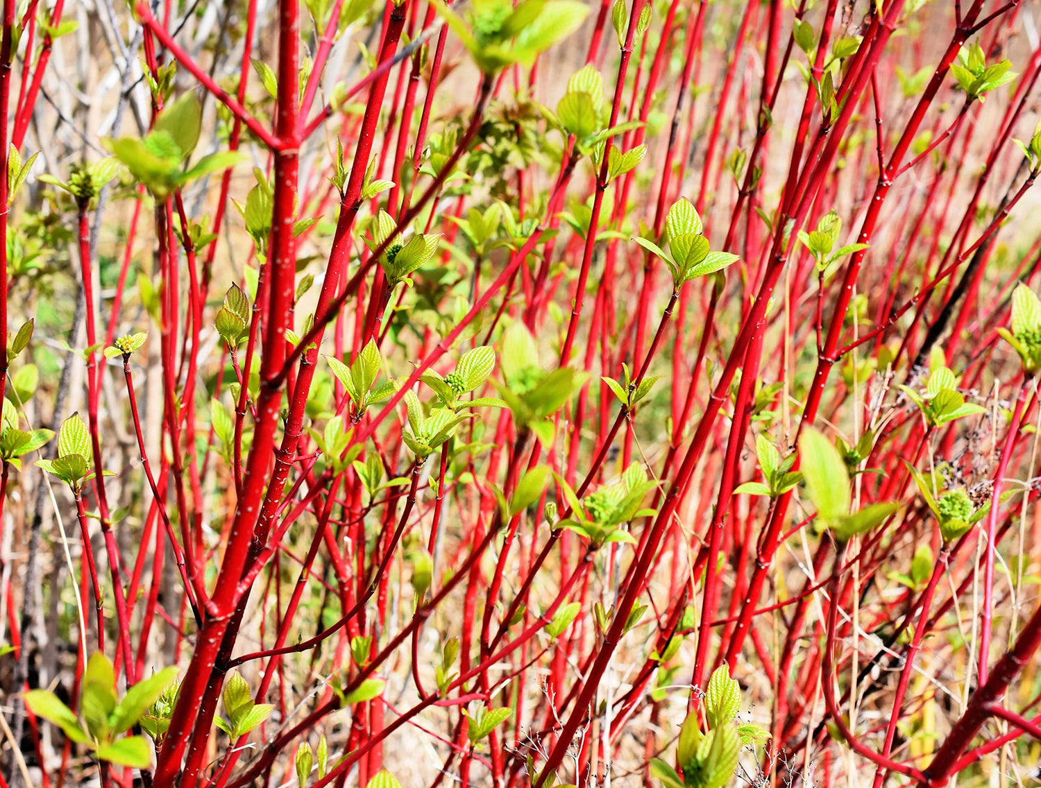 Red Dogwood Cuttings to Plant - No Roots, Easy to Grow - Grow Red Osier Dogwood Bushes