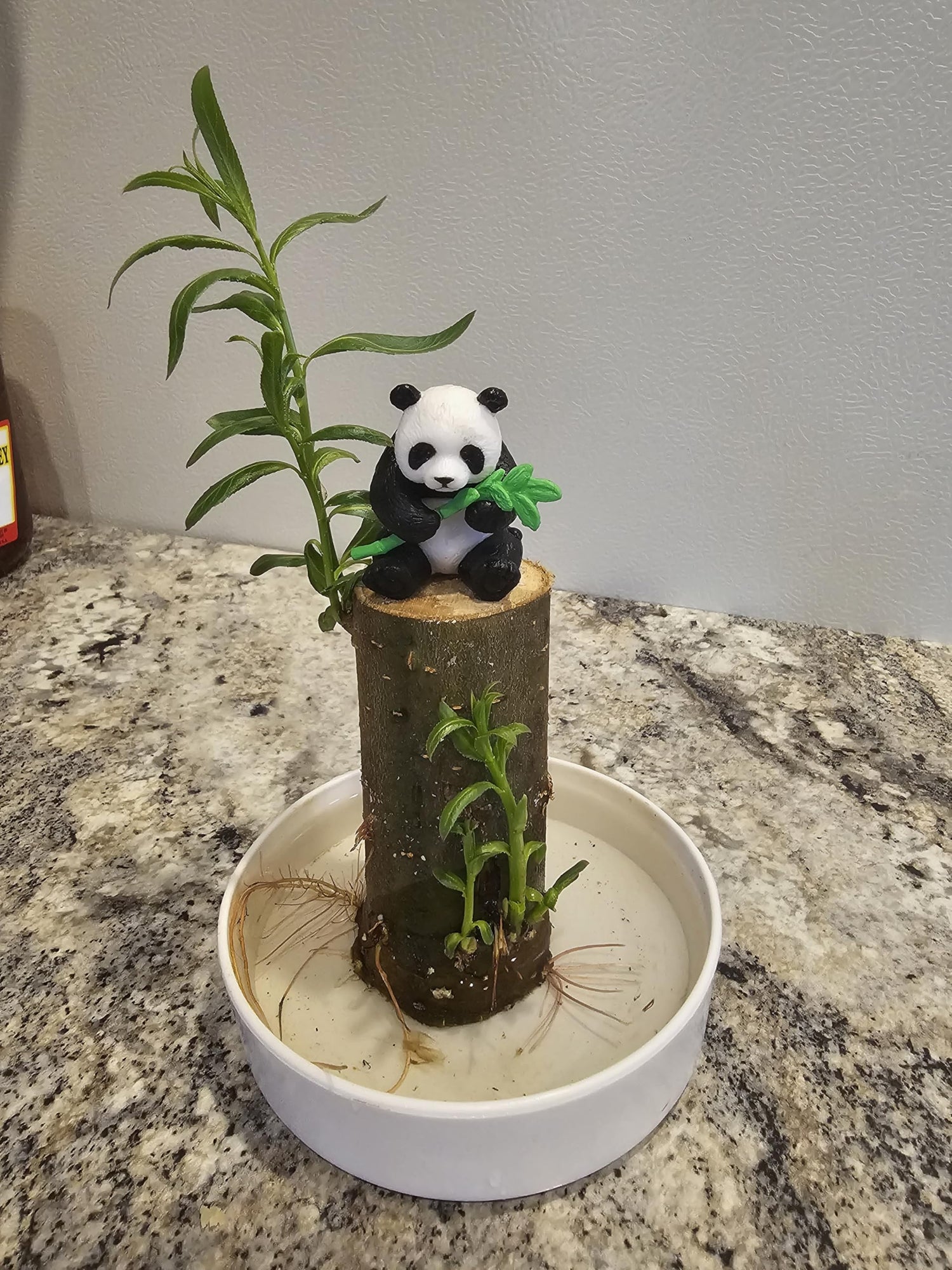 Lucky Money Desktop Tree with Water Tray and Panda Figurine - Lucky Willow Wood, Great for Desk or Counter Top or Window - Brings Luck and Joy to Your Office or Home