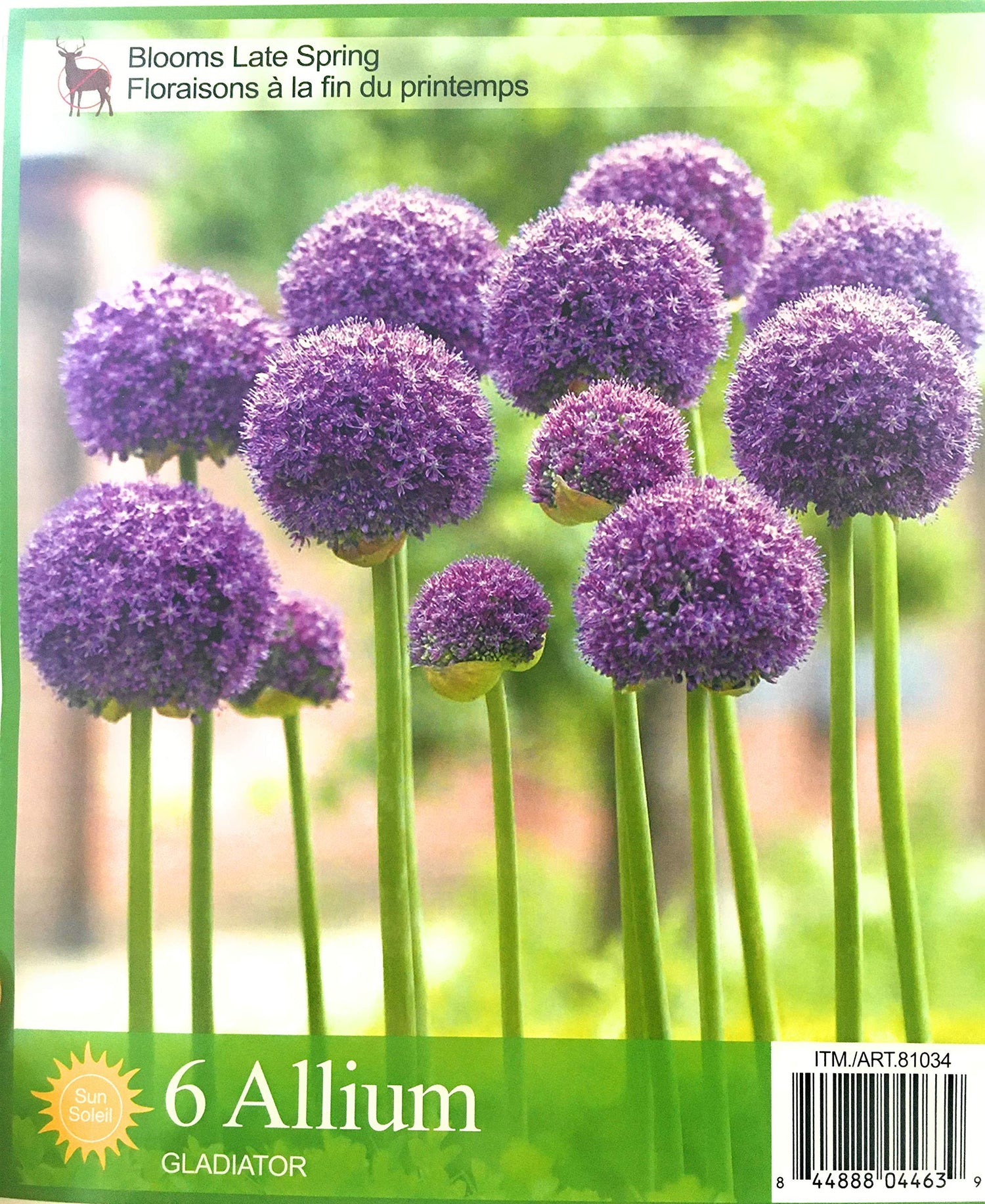 6 Allium Bulbs - Gladiator - Order for Fall Planting