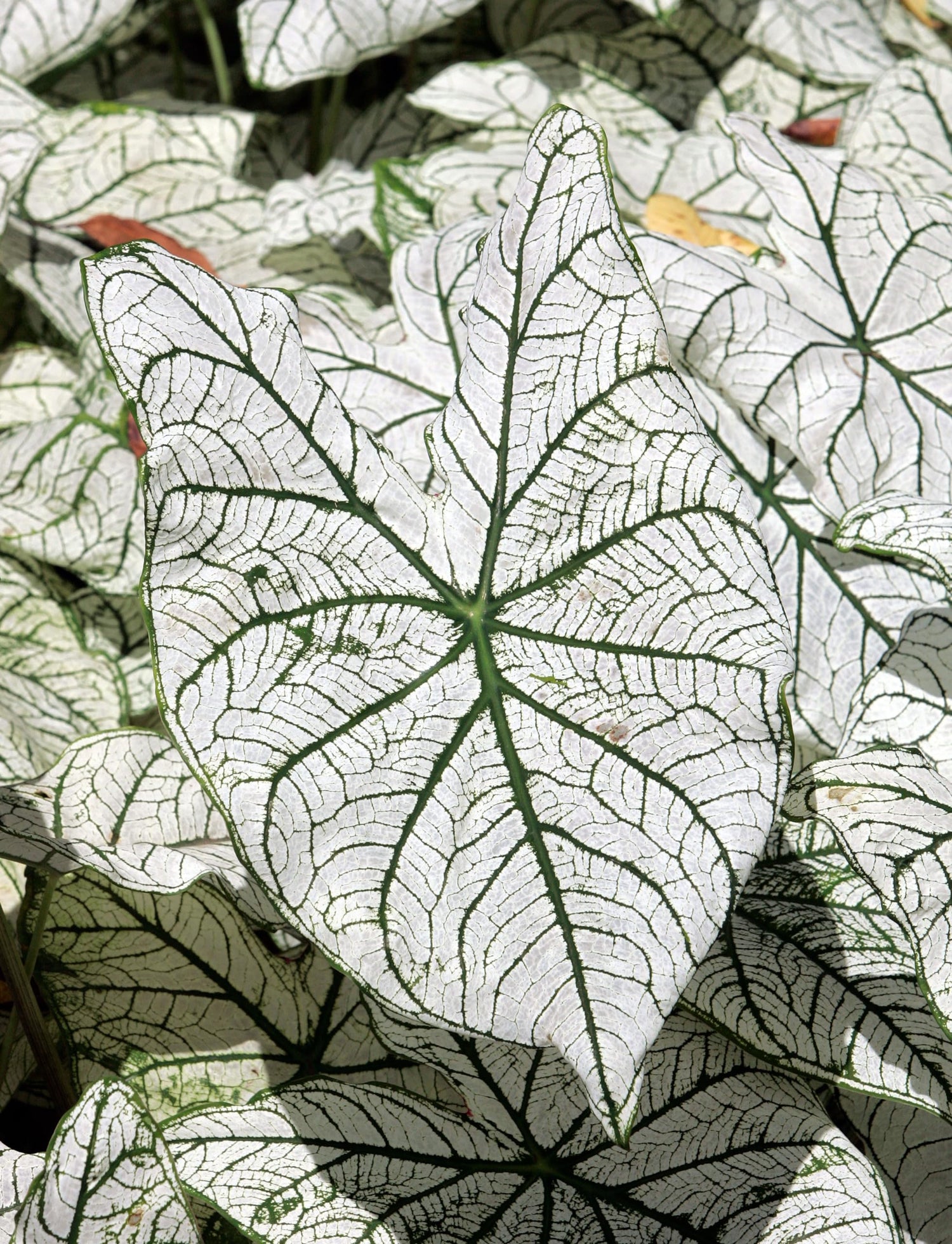 6 White Candidum Caladium Bulbs for Planting - Perennial Hosta, Elephant Ears