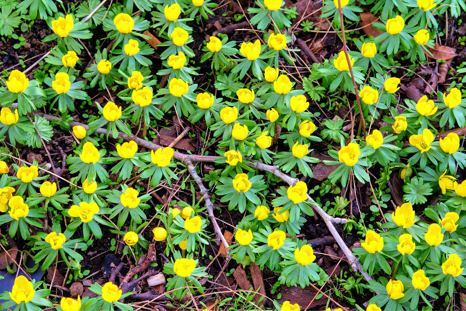Yellow Eranthis Flower Bulbs for Planting - Early Spring Blooms - Ships from Iowa, USA