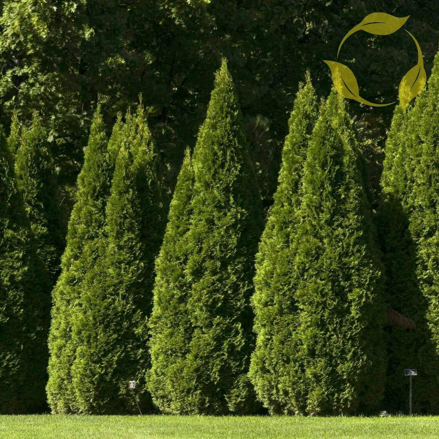 Oriental Arborvitae Thuja Orientalis - 10 Seeds - MBZ - Garden Decoration Seeds for Planting