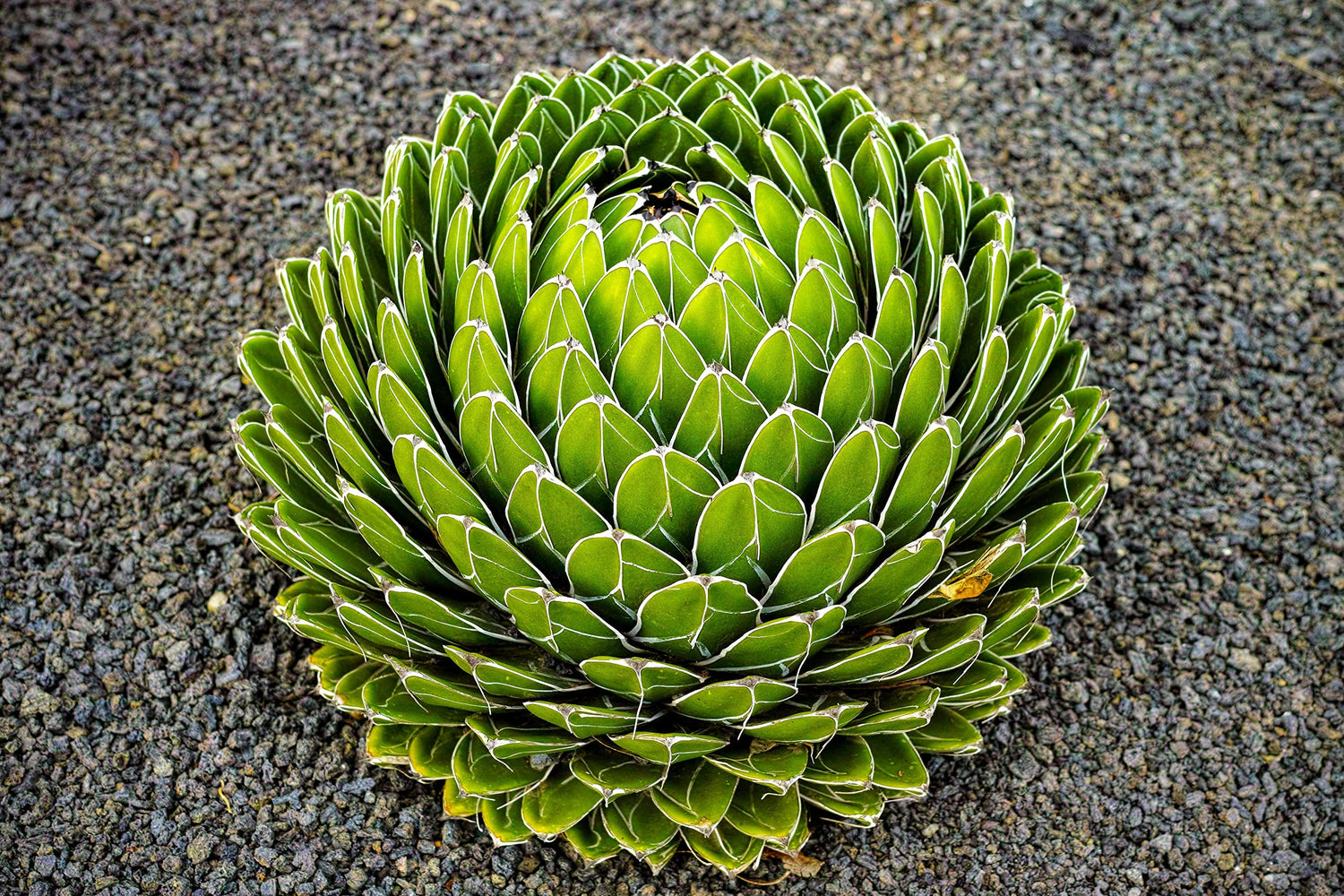Queen Victoria Agave Seeds for Planting (10 Seeds) - Exotic Cactus - Agave victoriae-reginae