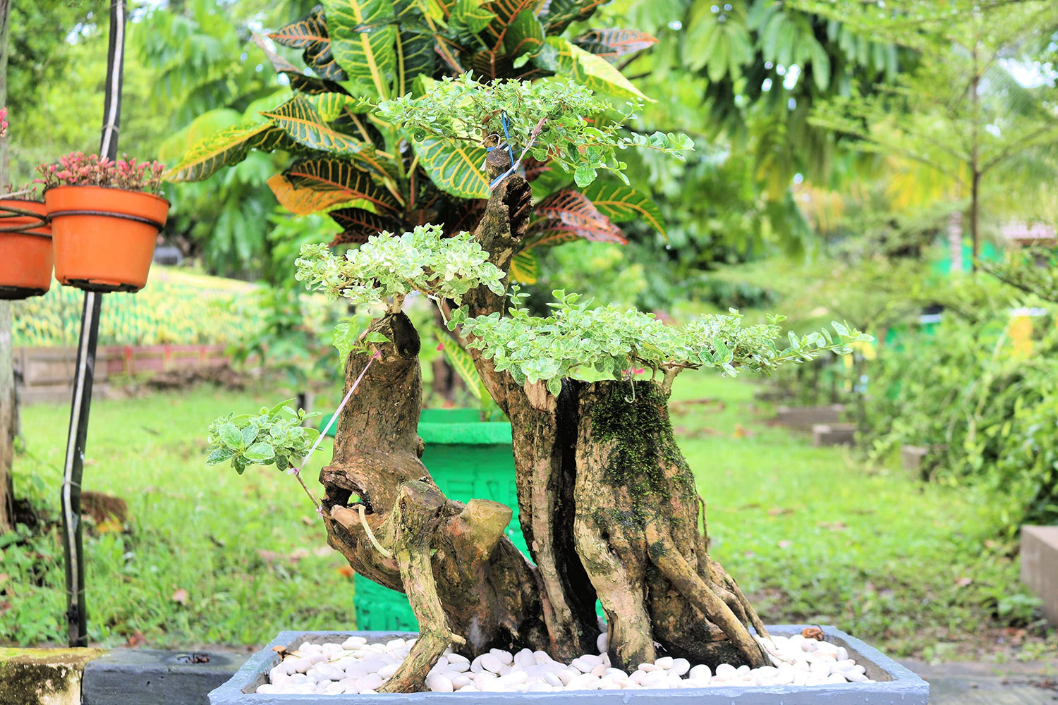 Heavy Duty Outdoor Bonsai Pot - 18in Pot w Drain Holes and Tray for Handling The Outdoor Weather