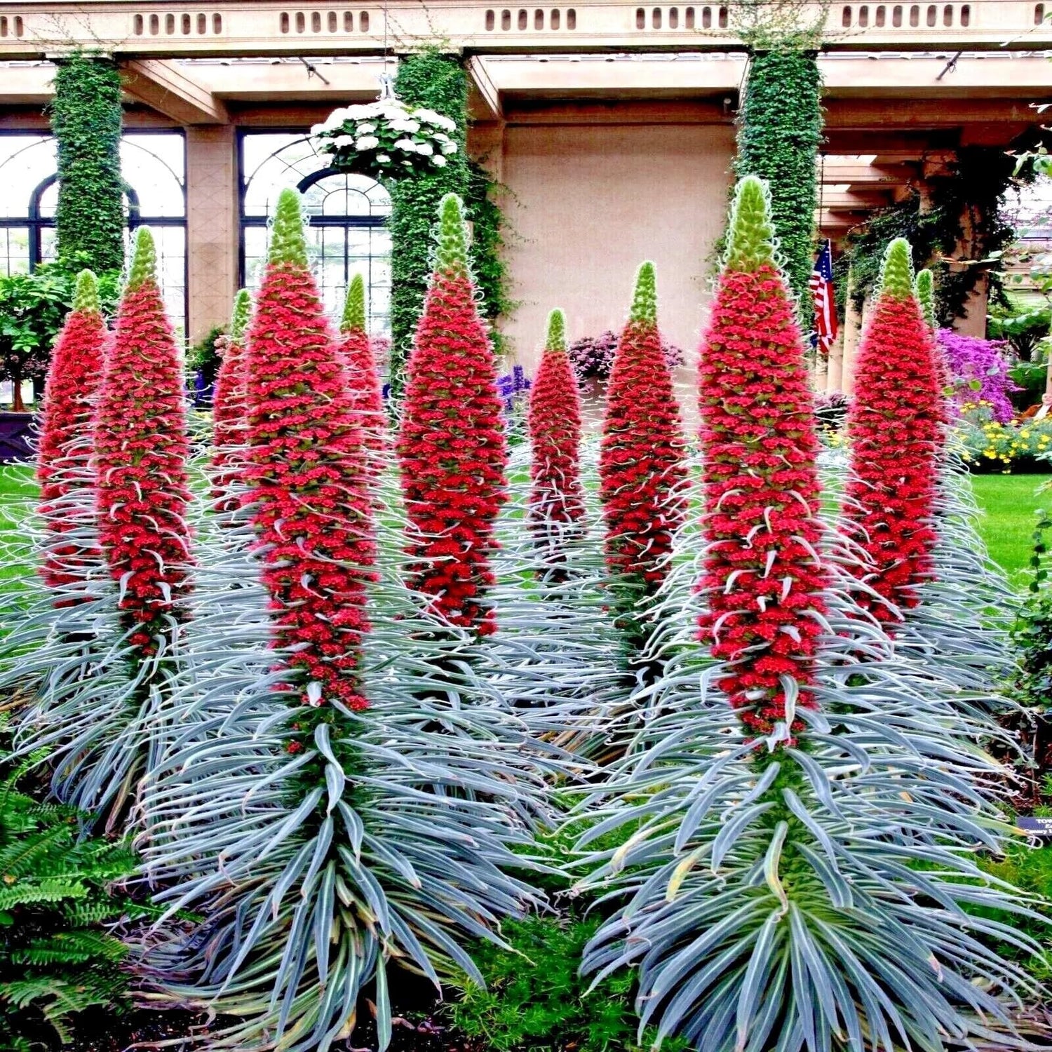 10 Tower of Jewels Seeds - Echium Wildpretii - Rare and Exotic Flowering Plant - Excellent Bonsai Specimen