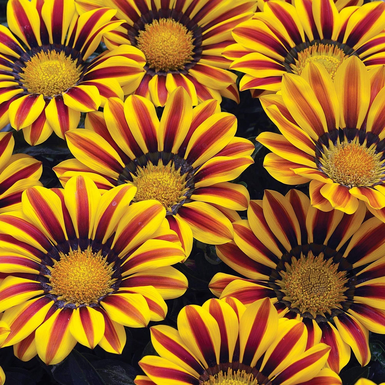 Exotic Gazania Flower Seeds - 100+ Seeds to Grow - Made in USA, Ships from Iowa - Great with Marigold or Roses. Gazinga Seeds