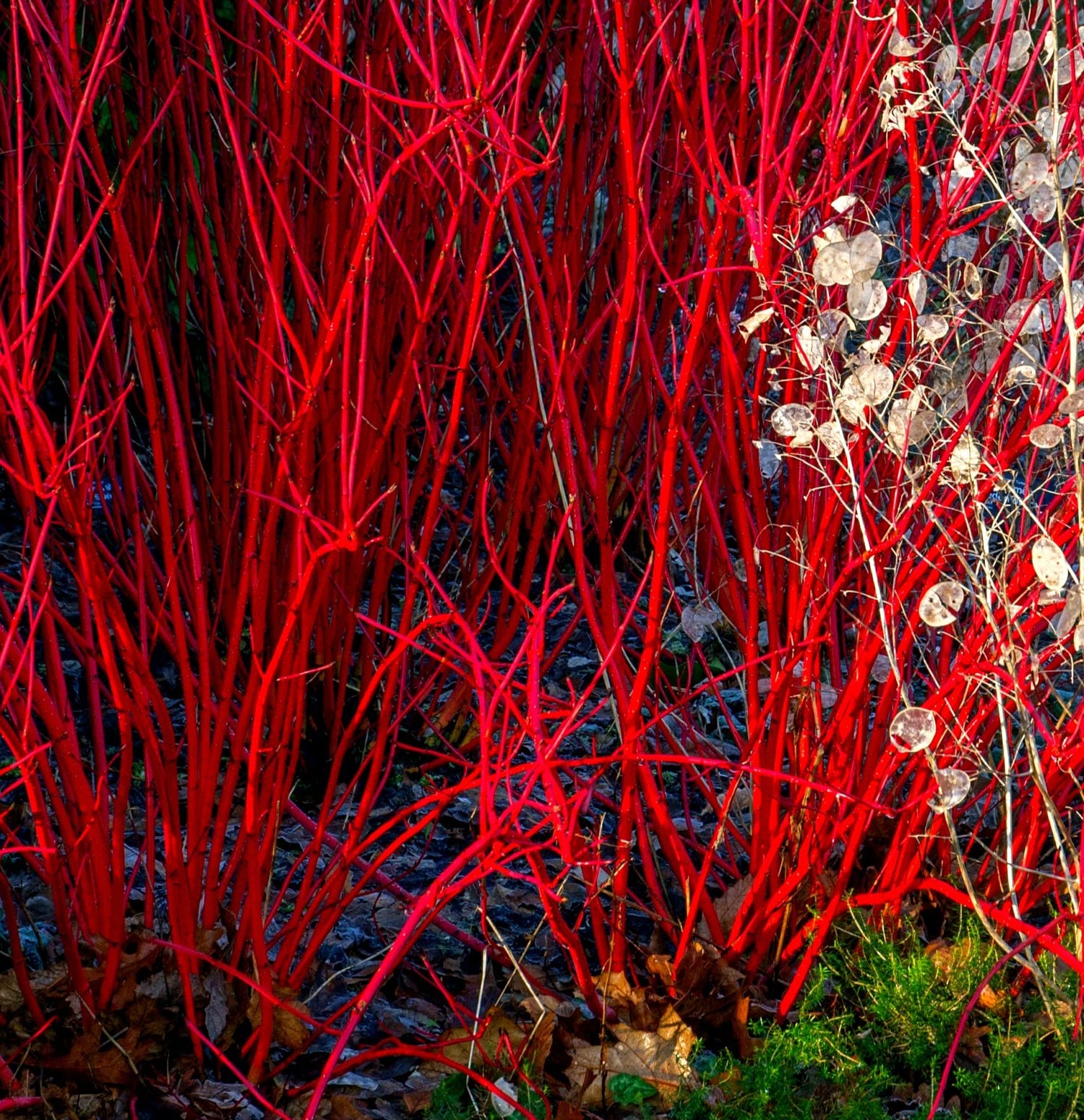 Bright Red Dogwood Cuttings to Plant - No Roots, Easy to Grow, Privacy and Lanscaping Bush, Vibrant Red Bark - Ships from Iowa, USA