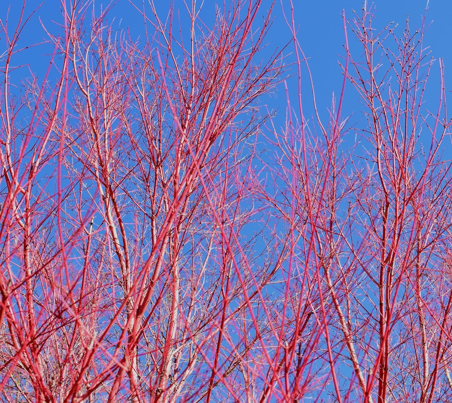 Red Dogwood Cuttings to Grow - Vibrant Red Bark Makes Great Display for Landscape or Garden or use as Privacy Hedge