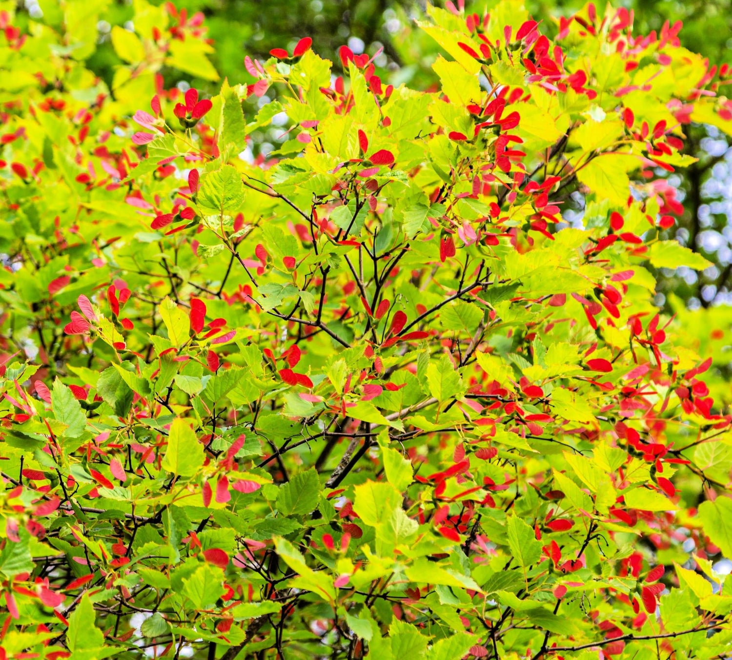 50 Tartar Maple Tree Seeds for Planting - Stunning Color
