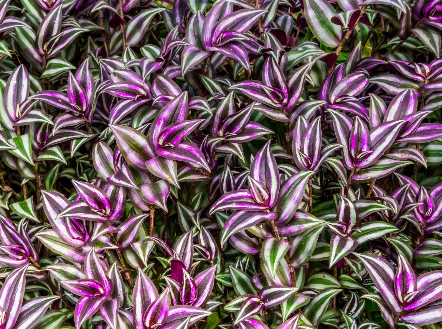 6 Purple Zebra Wandering Jew Plant Cuttings