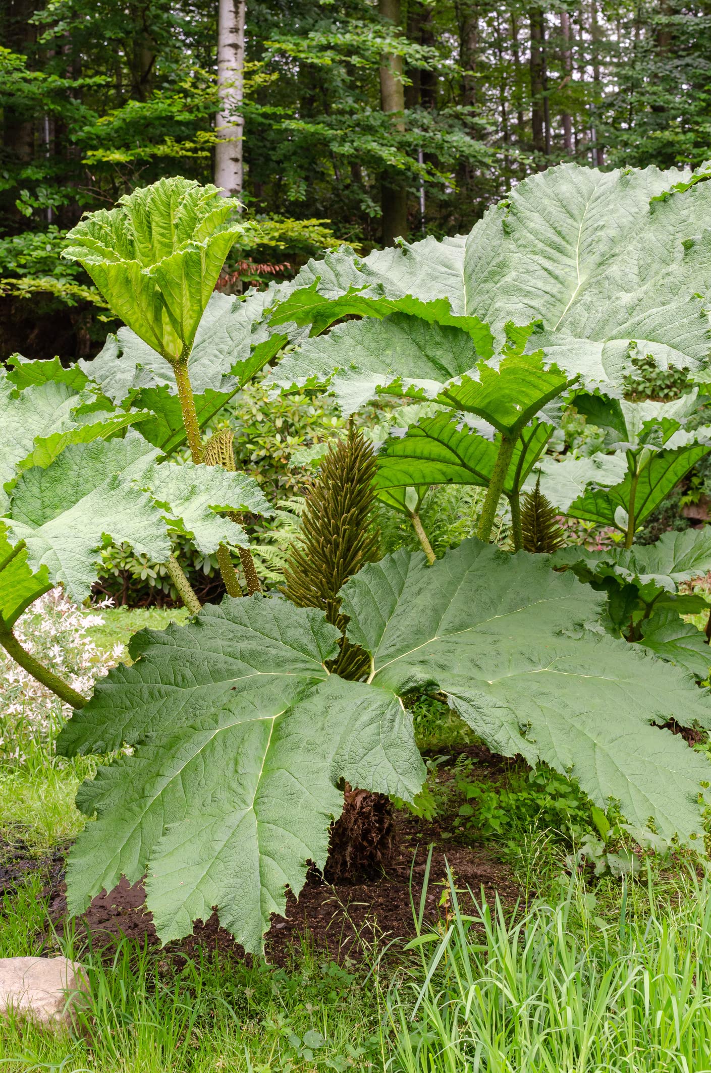 Chilean Rhubarb Seeds for Planting (30 Seeds) - Gunnera tinctoria - Stunning Garden Plant