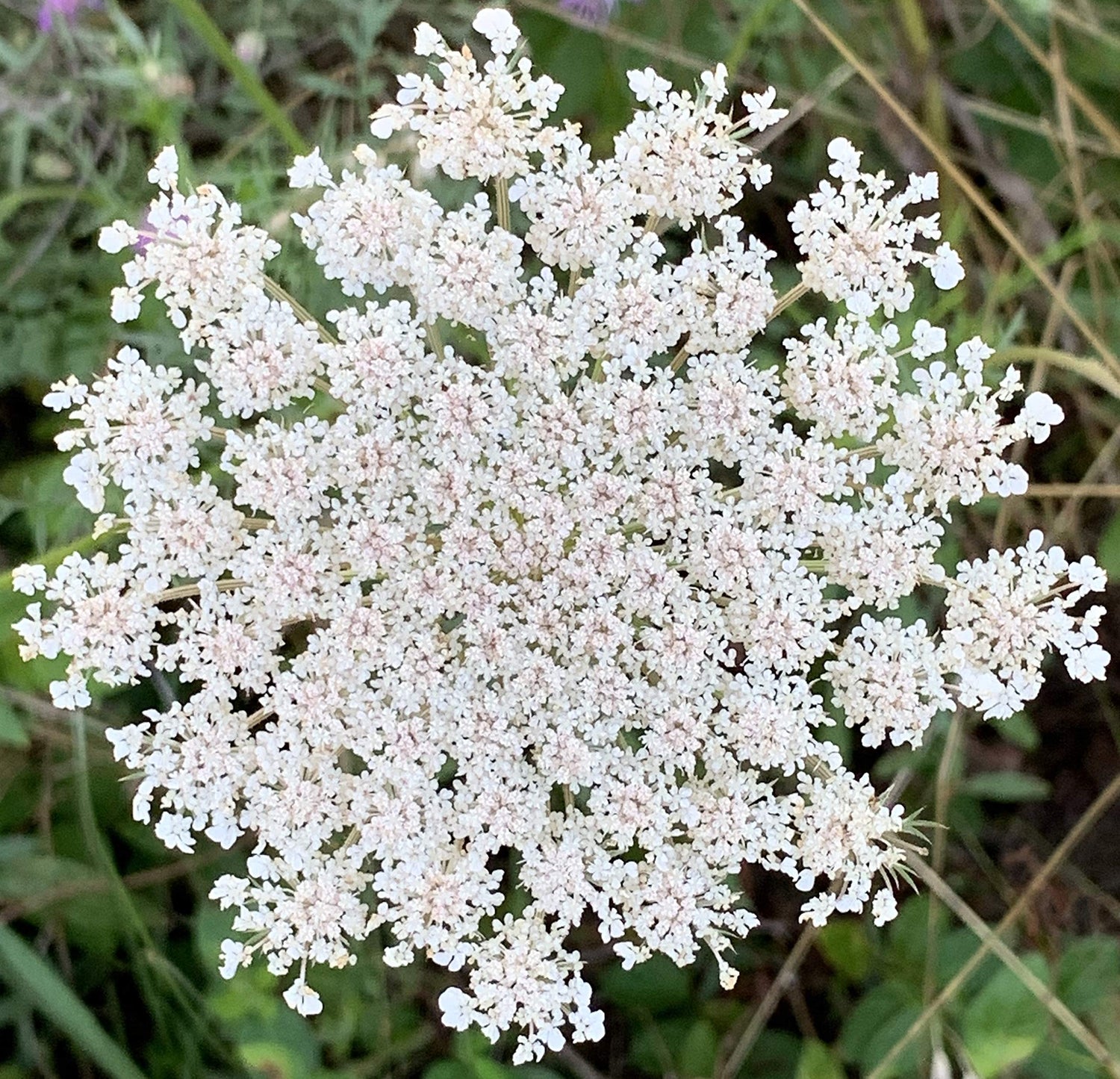 Queen Anne's Lace- 200 Seeds - 50 % off sale