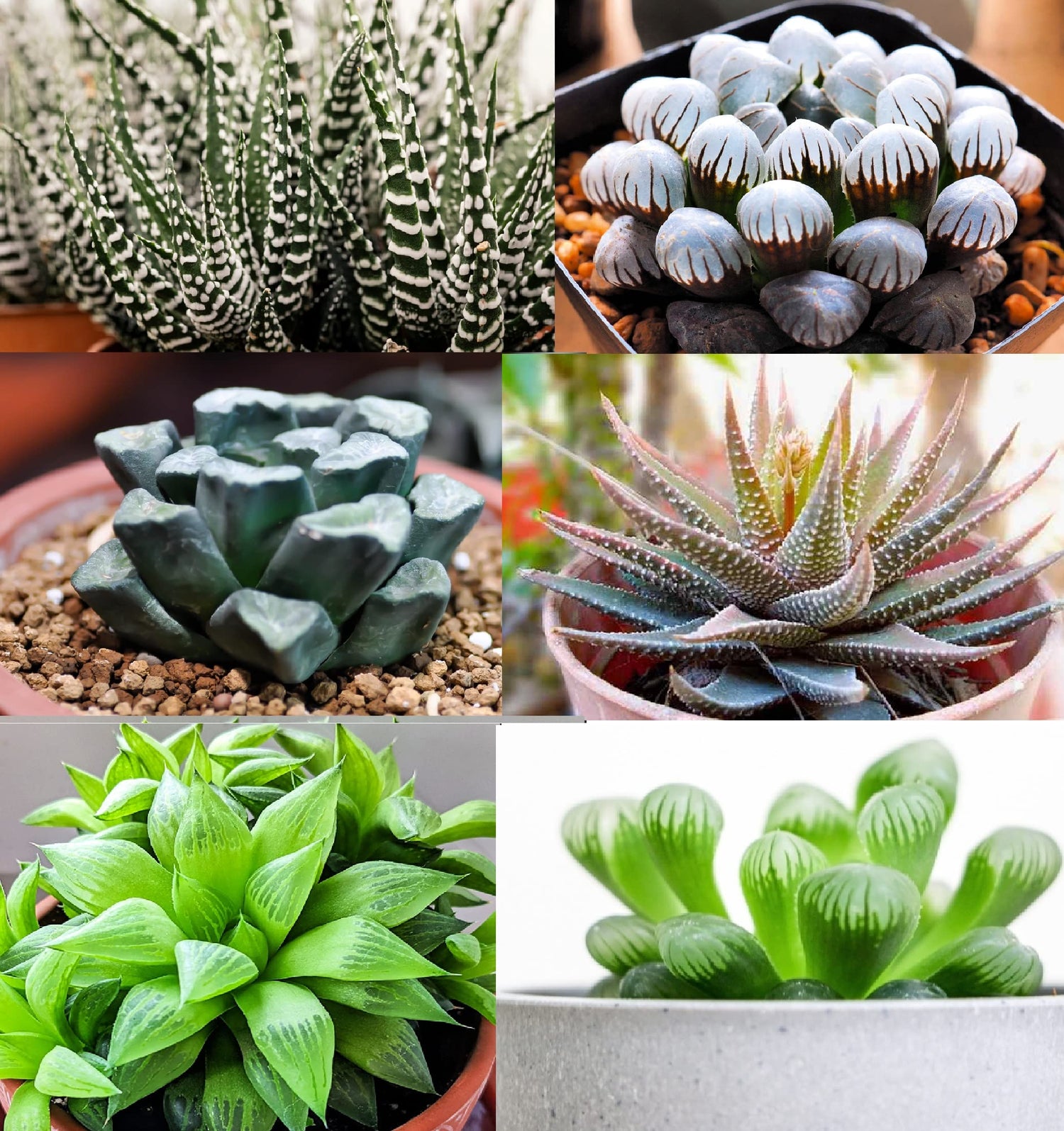 Haworthia Hybrids Succulents Mix (30+ Seeds) - All The Favorites! - Ships from Iowa, USA - Grow Exotic Cacti Succulents