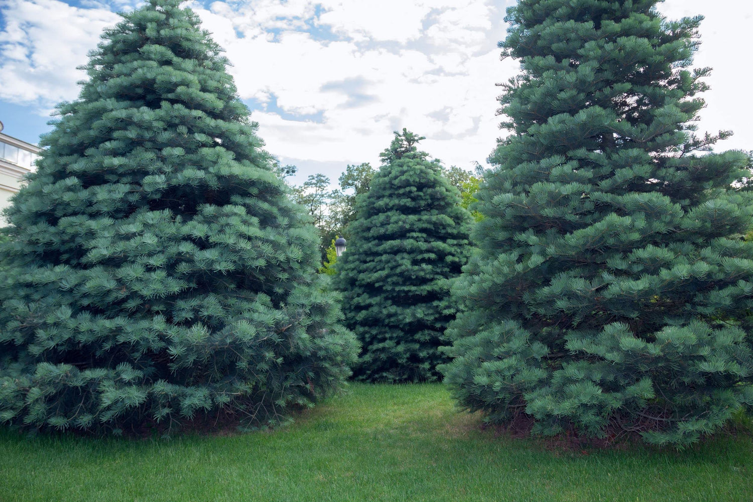Apache White Fir Seeds for Planting | 30 Seeds | Abies concolor AZ, Apache