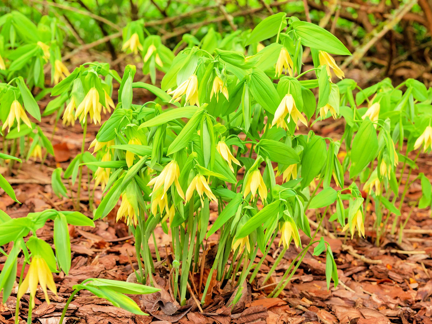 Bellwort Seeds for Planting (10 Seeds) - Uvularia grandiflora - Weeping Bell Shaped Blooms