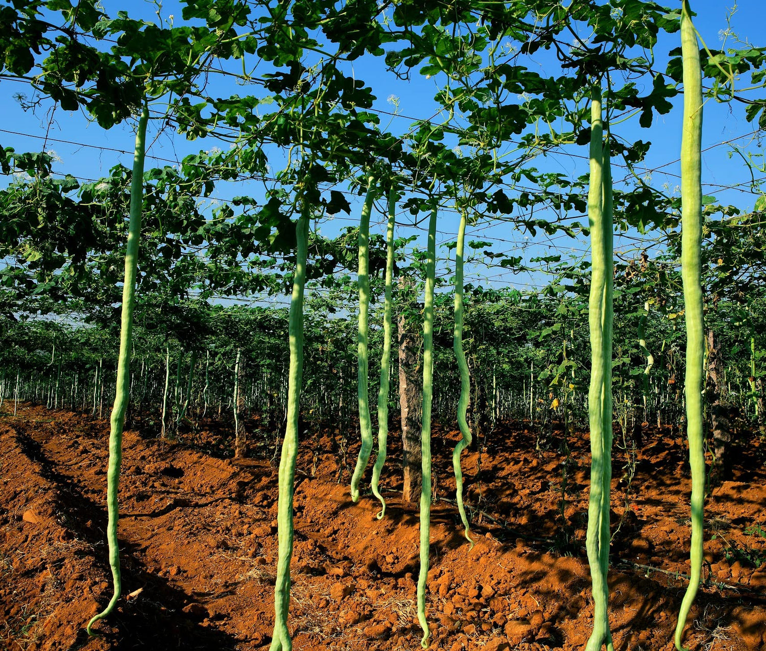 Snake Gourd Seeds for Planting - 20 Seeds - Grow Long Snake Like Gourds - Rare and Hard to Find. Ships from Iowa, USA