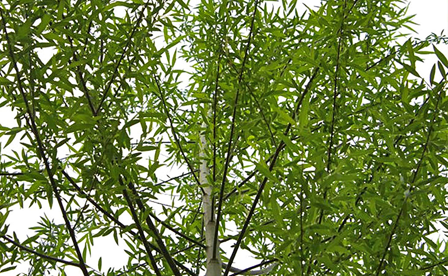 4 Globe Willow Trees - Shade or Privacy Tree - Fast Growing 
