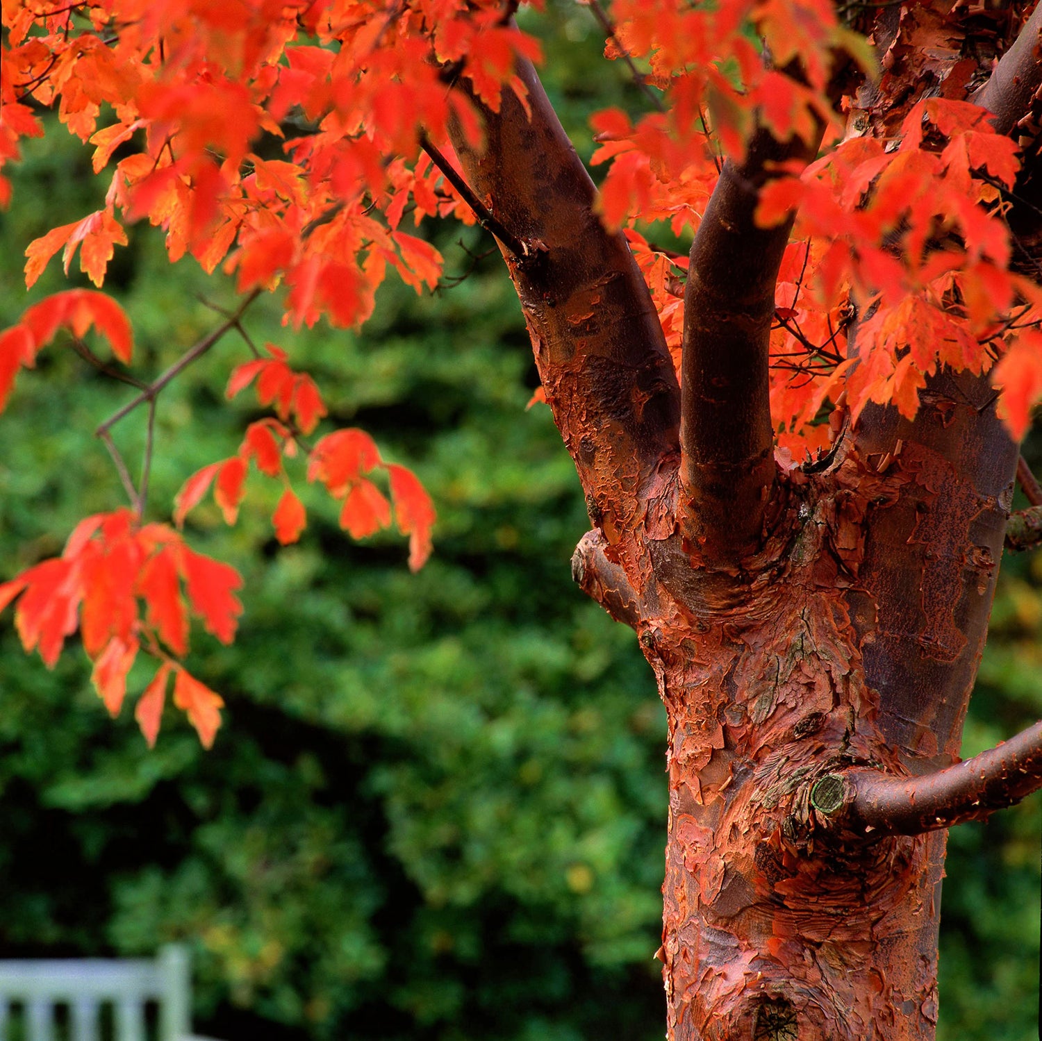 Paperbark Maple Tree Seeds for Planting - Stunning Peeling Cinnamon Colored Bark - Acer griseum