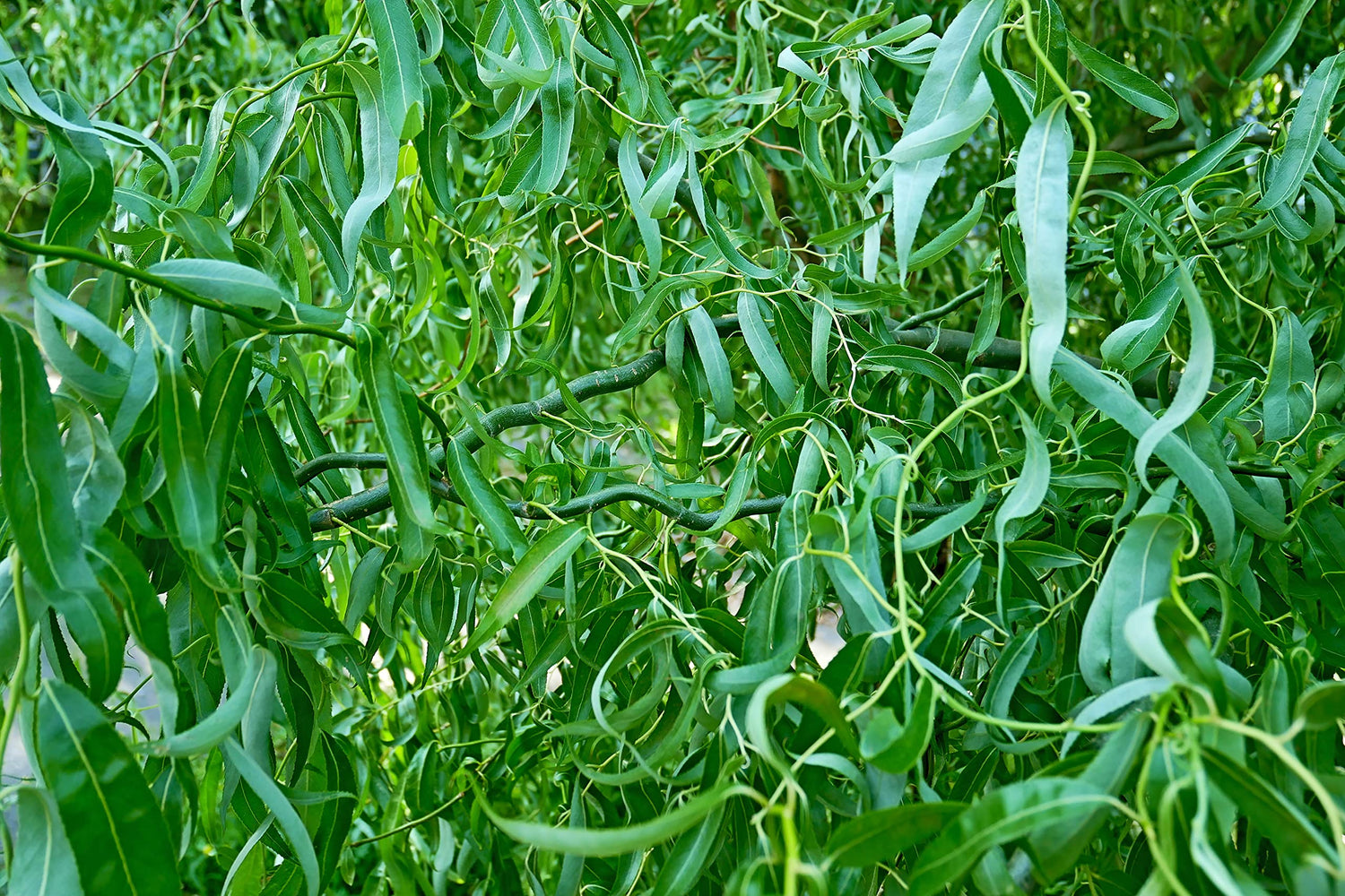 4 Green Curly Willow Trees to Grow - Fast Growing Exotic Tree - Great for Bonsai