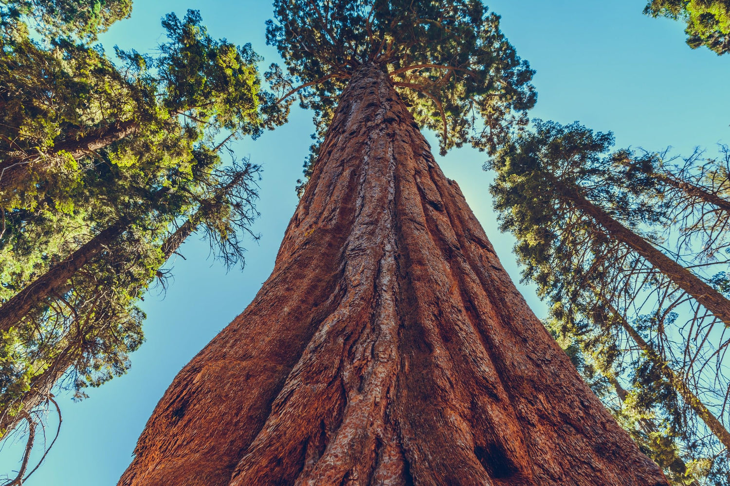 1 Giant Sequoia Tree Seedling for Planting - Grow Giant Redwood Trees (1 Seedling)