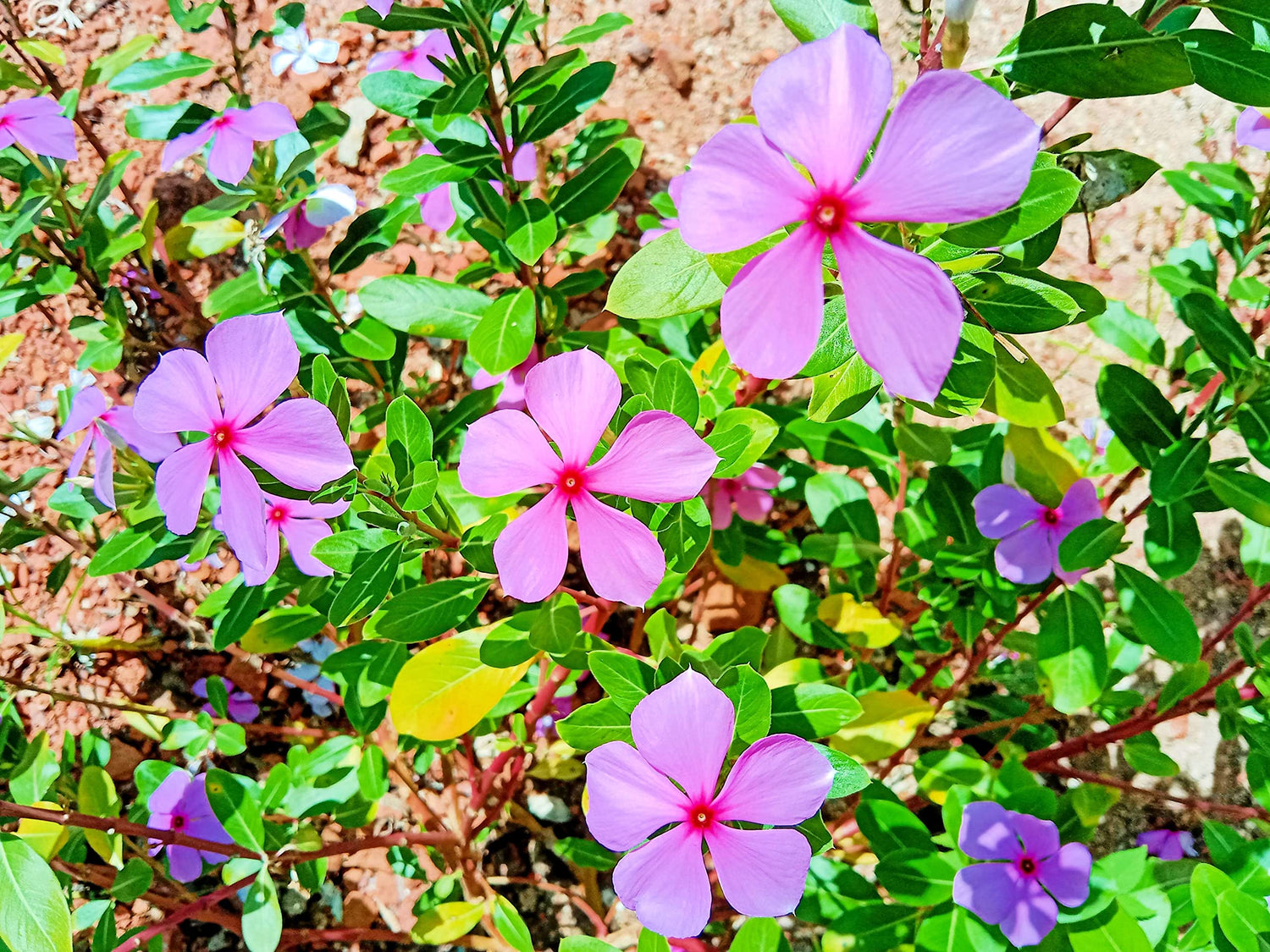 Madagascar Periwinkle Seeds for Planting - Mixed Color Flowers - Catharanthus roseus