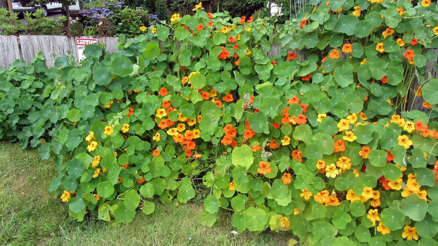 Tall Trailing Mix Nasturtium for Planting - Attractive Mixed Color Blooming Vine -