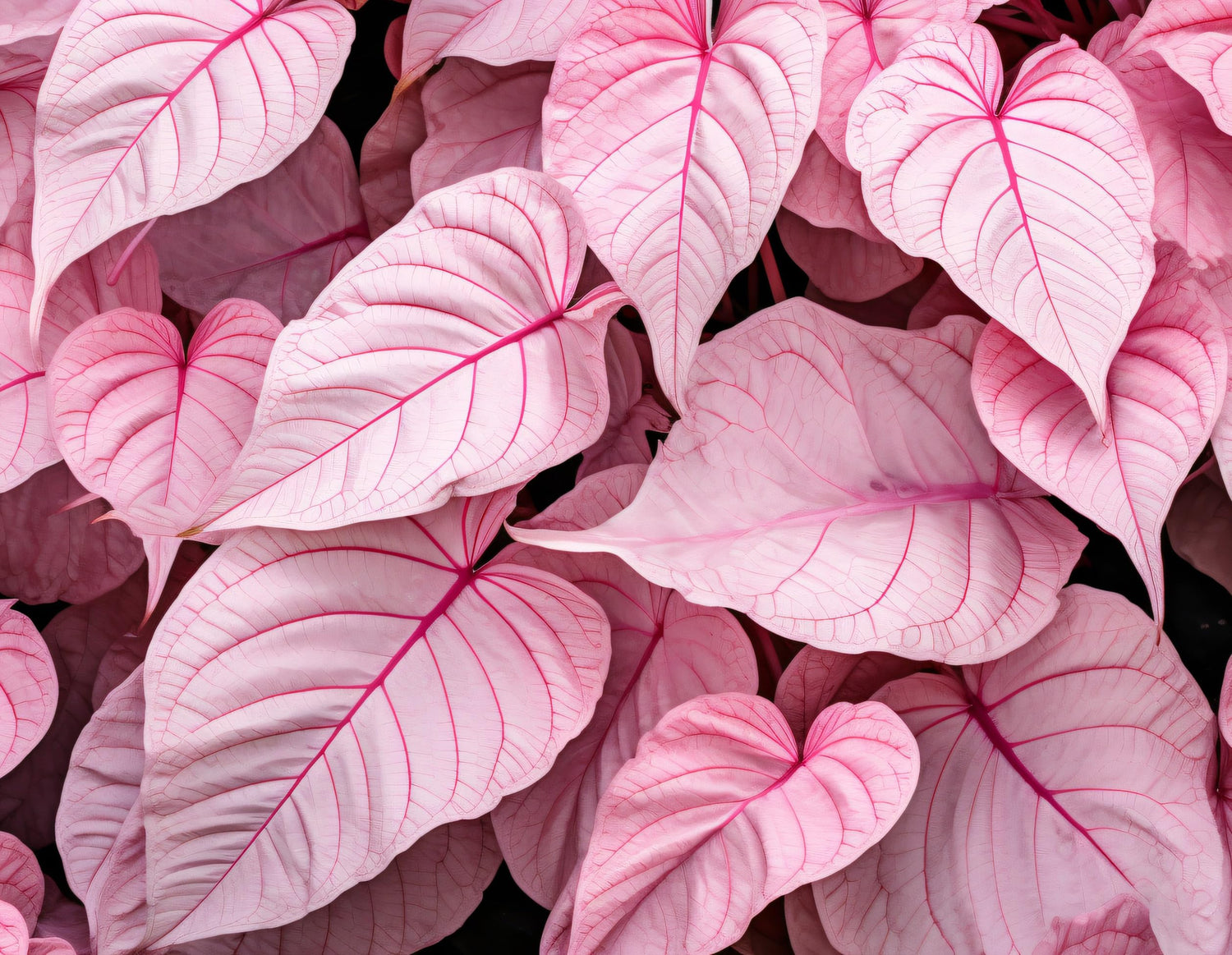 10 Pinky Swear Caladium Bulbs for Planting - Perennial Hosta, Elephant Ears, Fancy (10 Bulbs)