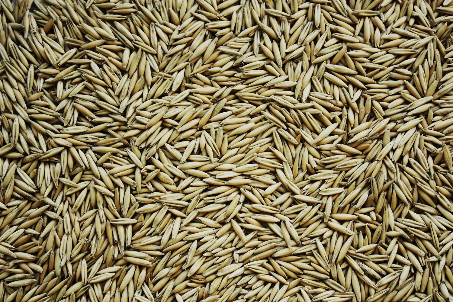 Oats Seeds for Planting - Non-GMO
