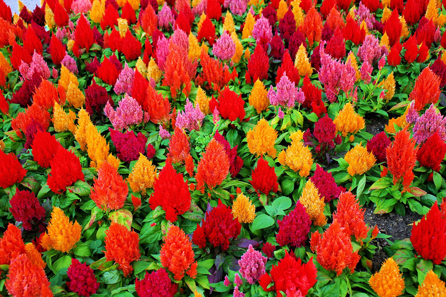 100+ Celosia Seeds - Mixed Color Pampas Plume- Made in USA - Celosia Seeds