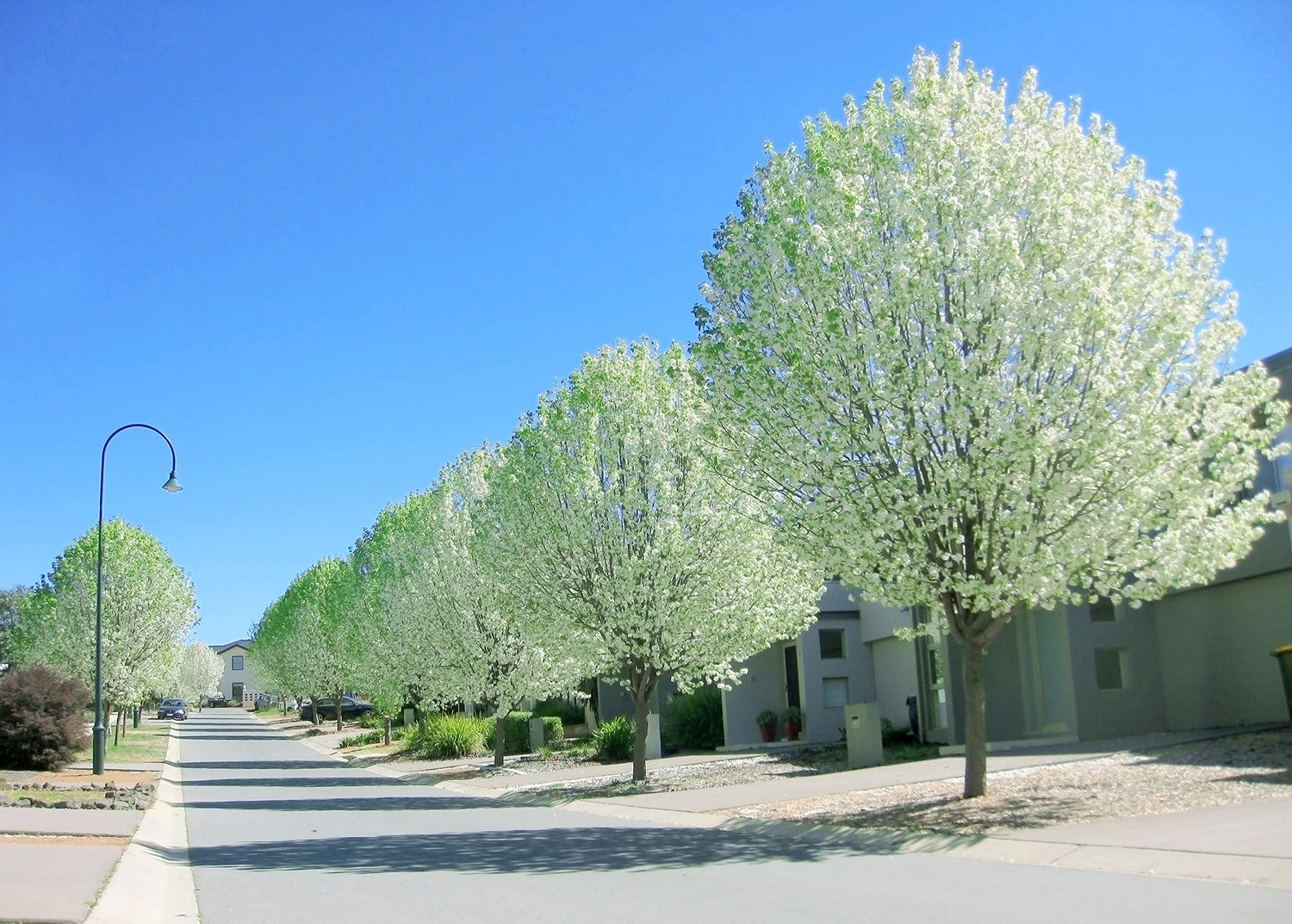 White Poplar Cuttings to Grow - Populus alba - Silver Leafs are Very Attractive