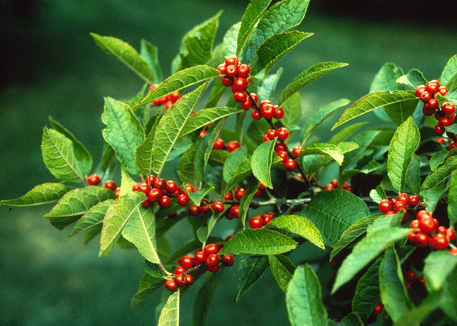 Winterberry (Ilex verticillata) 250mg (40 Seeds) for Planting, Open Pollinated, Heirloom, Non-GMO, Celastrales, Aquifoliaceae - Holly Family, Michigan Holly. Christmas Berry.