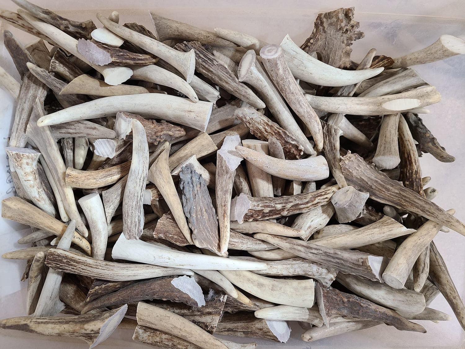 15 Deer Antler Tips for Crafting or Jewelry - 2-4 Inches Long