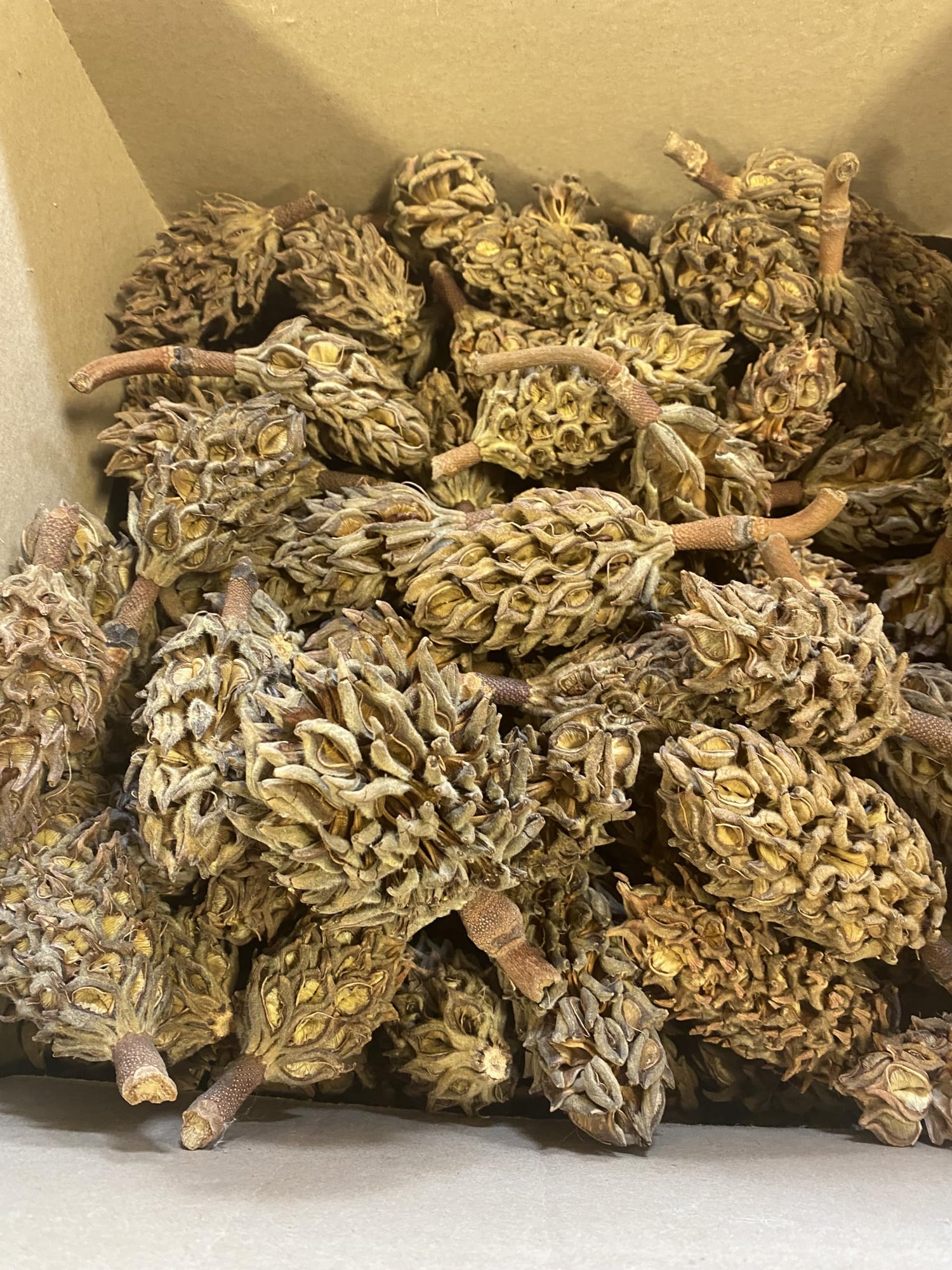 Magnolia Pine Cones - Stunning Magnolia Seed Pods, Great for Decorating, Crafts, Wedding and Fall Decor, Wreath Making