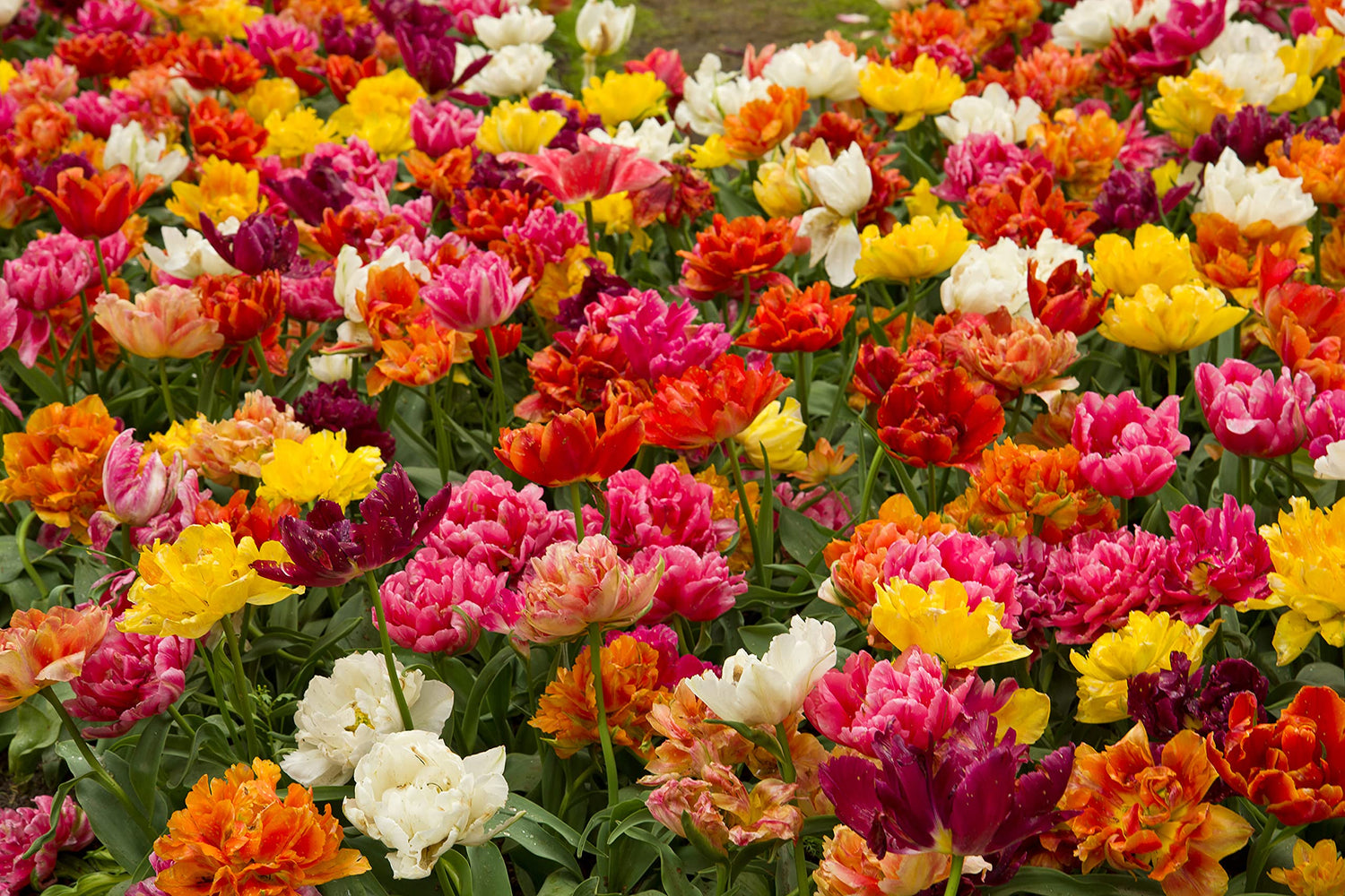 50 Mixed Color Double Tulip Bulbs to Grow - Ships from Iowa, USA - Stunning Mixed Color Spring Tulips