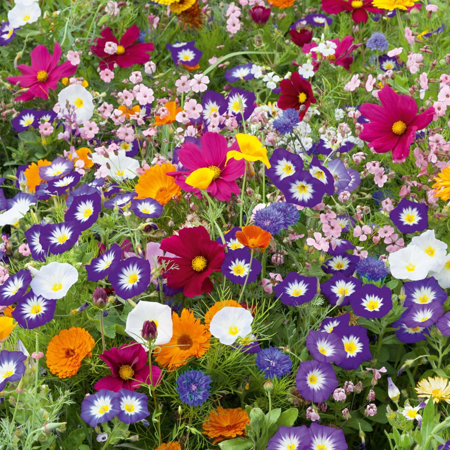 Purple Wildflower Mix - 200+ Seeds - Stunning Purple Blend of Wildflowers