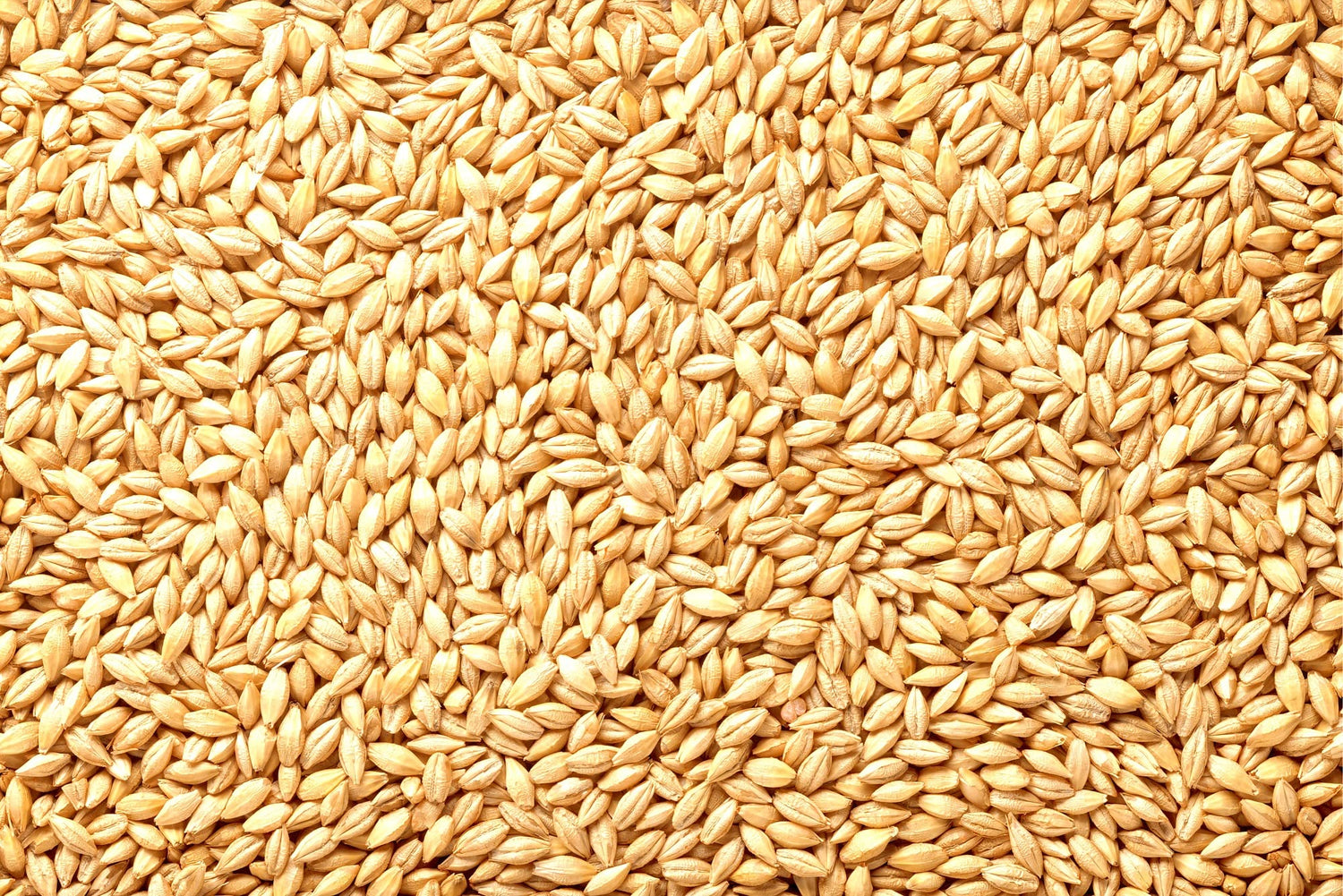 Barely Seeds | All Natural Whole Barley Seed for Juicing, Malt Brewing, Beer Making