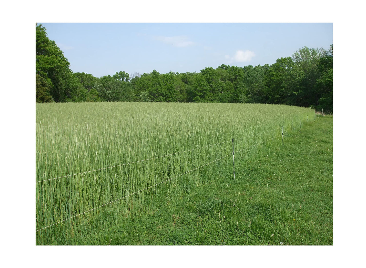 Lewis Family Farm 5 lb Cereal Rye Grain Seeds Open Pollinated Cover Crop Forage Deer Plot Food