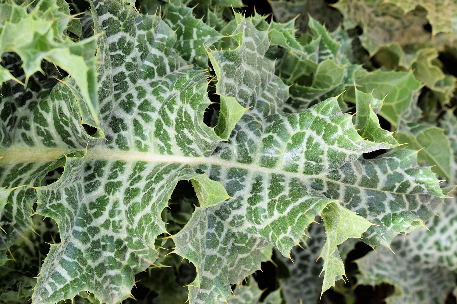 Holy Thistle Plant Seeds (50 Seeds) - Silybum marianum - Blessed Plant - Brings Favor and Luck