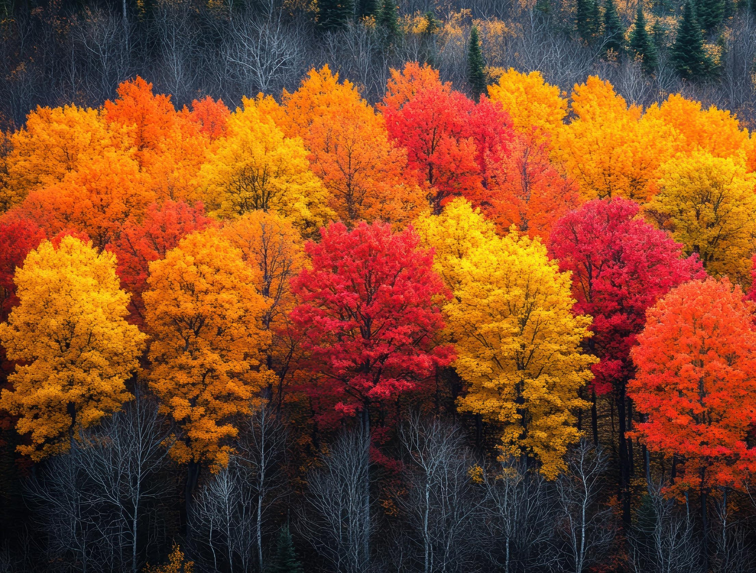 Maple Tree Forest - 25 Total Trees - 5 Types of Maple, Get 5 Seedlings of Each Type - Amur, Silver, Red, Sugar and Boxelder Maple Trees