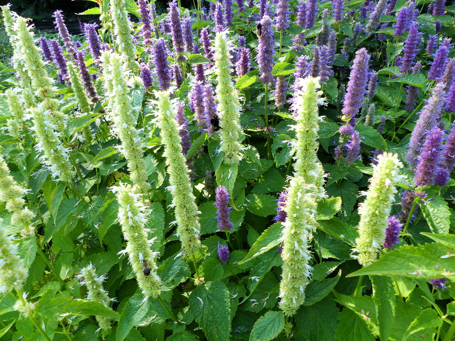 Purple Giant Hyssop Seeds for Planting (200 Seeds) Stunning Wildflowers - Agastache scrophulariifolia